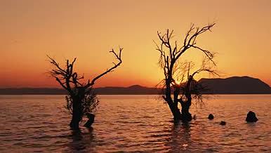 4k实拍唯美黄昏日落水中枯树剪影视频的预览图
